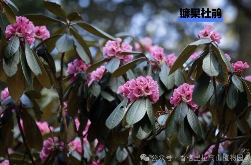 世界的香格里拉：5-9月觀花線路產品重磅發布