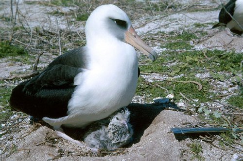 世上最長壽的鳥：62歲信天翁仍能產卵孵化