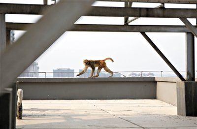 獼猴闖入北京一居民區內 見保安制服就跑(圖)