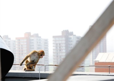 獼猴闖入北京一居民區內 見保安制服就跑(圖)