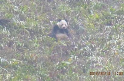 雅安牛背山發現野生大熊貓 網友點贊：萌翻了