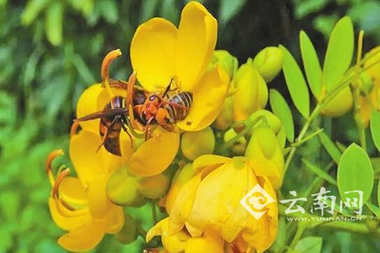 蜜蜂語音報警信號首次被解碼