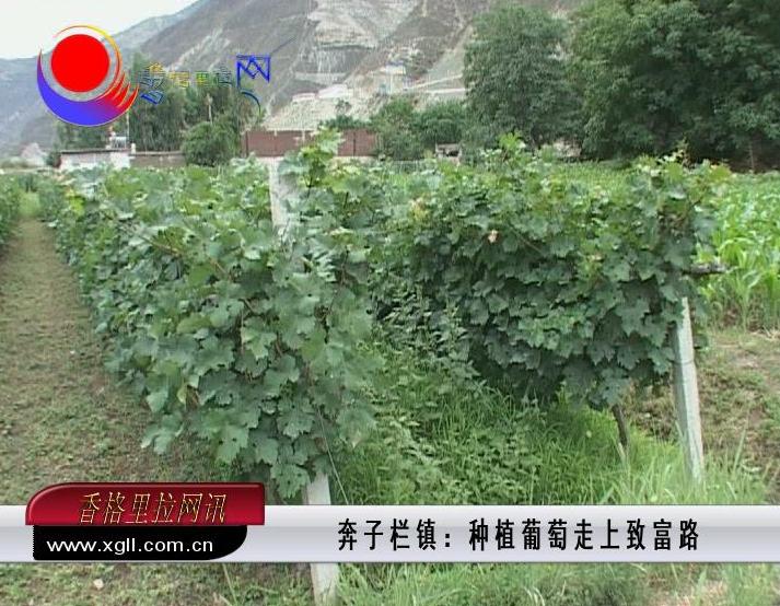 奔子欄鎮：種植葡萄走上致富路