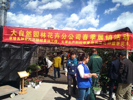 香格里拉春季花卉市場節節升溫