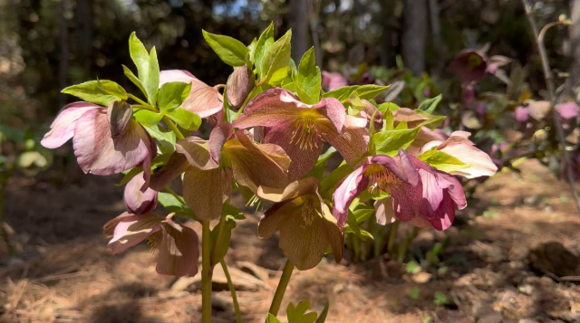 漫步香格里拉高山植物園，盡享滿園春色