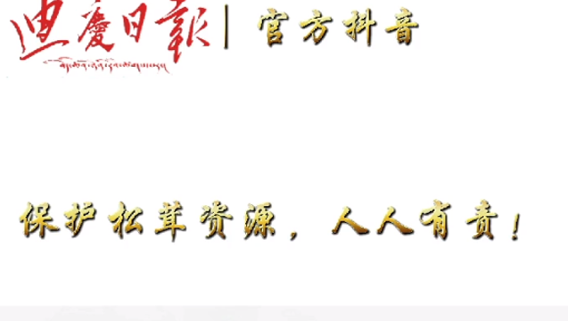 拒絕采收童茸 讓香格里拉“美味”永續接力！