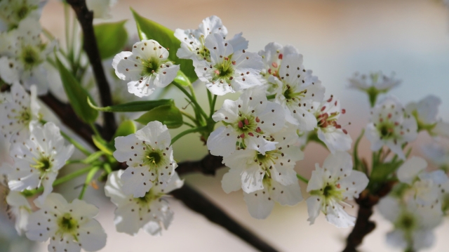 虎跳峽鎮:春花爛漫滿枝頭