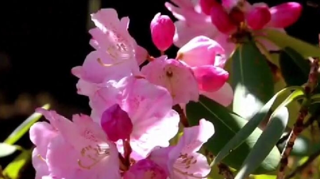【立夏節氣】香格里拉的杜鵑花開得更艷了