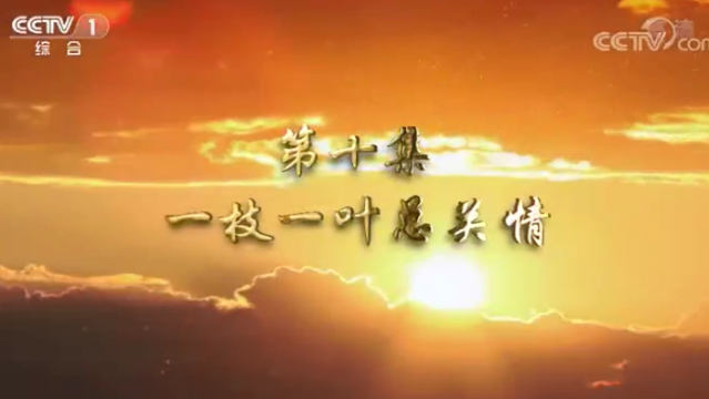 第十集 一枝一葉總關情
