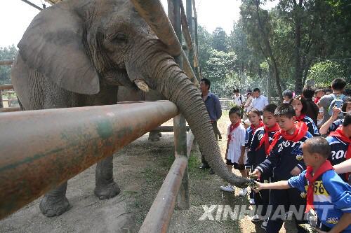 6月7日，在濟南動物園，來自災區的幾名小學生給大象送上“端午粽子”。 當日，在山東濟南師范學校過渡復學的340多名來自四川省北川縣擂鼓鎮的小學生到濟南動物園免費游園，度過了愉快的一天。 