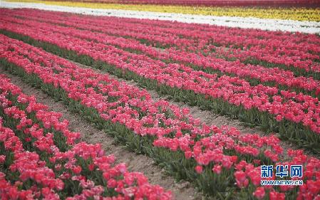 這是5月13日拍攝的云南省香格里拉縣納帕草原盛開的郁金香。新華社發（梁志強 攝）