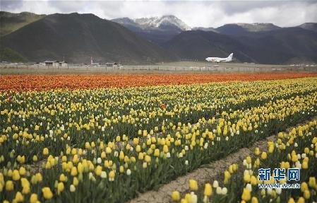 5月13日，在云南省香格里拉縣的納帕草原上，一架飛機在盛開的郁金香旁降落。新華社發（梁志強 攝）