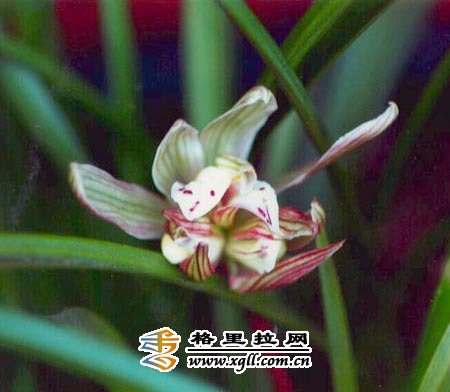 維西蘭花節