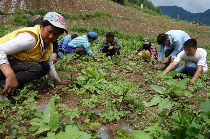 維西縣：以訂單種植推進產業脫貧