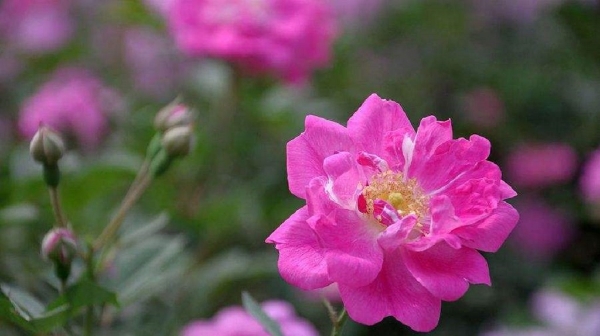 香格里拉市確定市花市樹(shù)