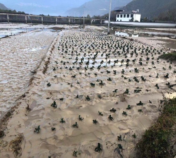上江鄉災情嚴重