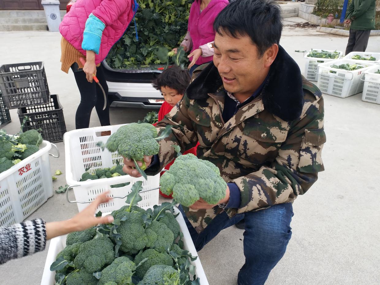 車軸村第一批青花菜春節上市