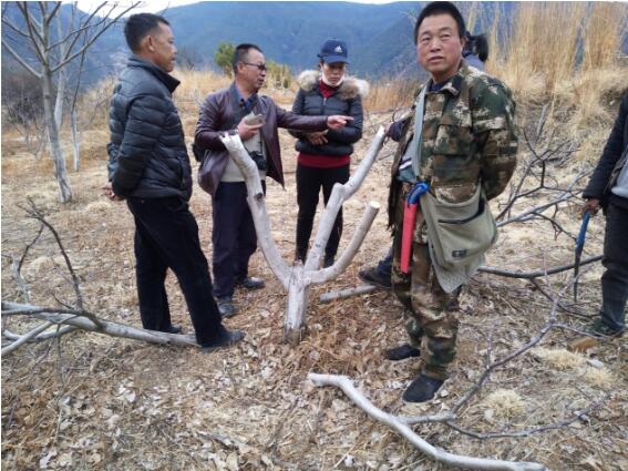 州林科所核桃低產低效林改造