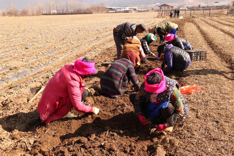 香格里拉市小中甸鎮和平村村民栽種藥材