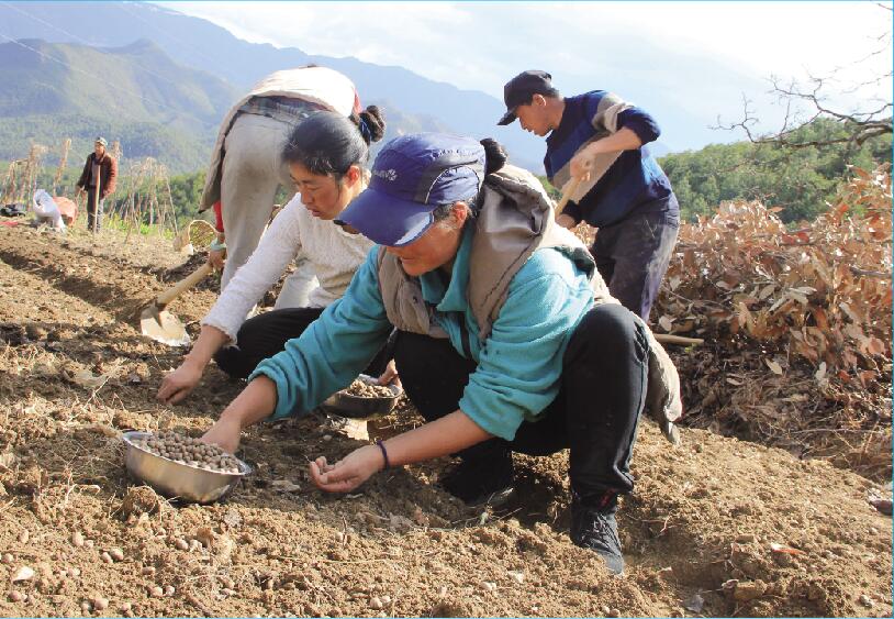 保和鎮老鴉樹：抓好產業促脫貧——迪慶脫貧攻堅十村十戶典型村組報道之九