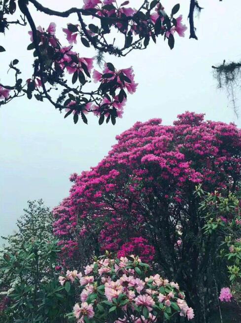 香格里拉市旅游東環線千畝杜鵑花盛放