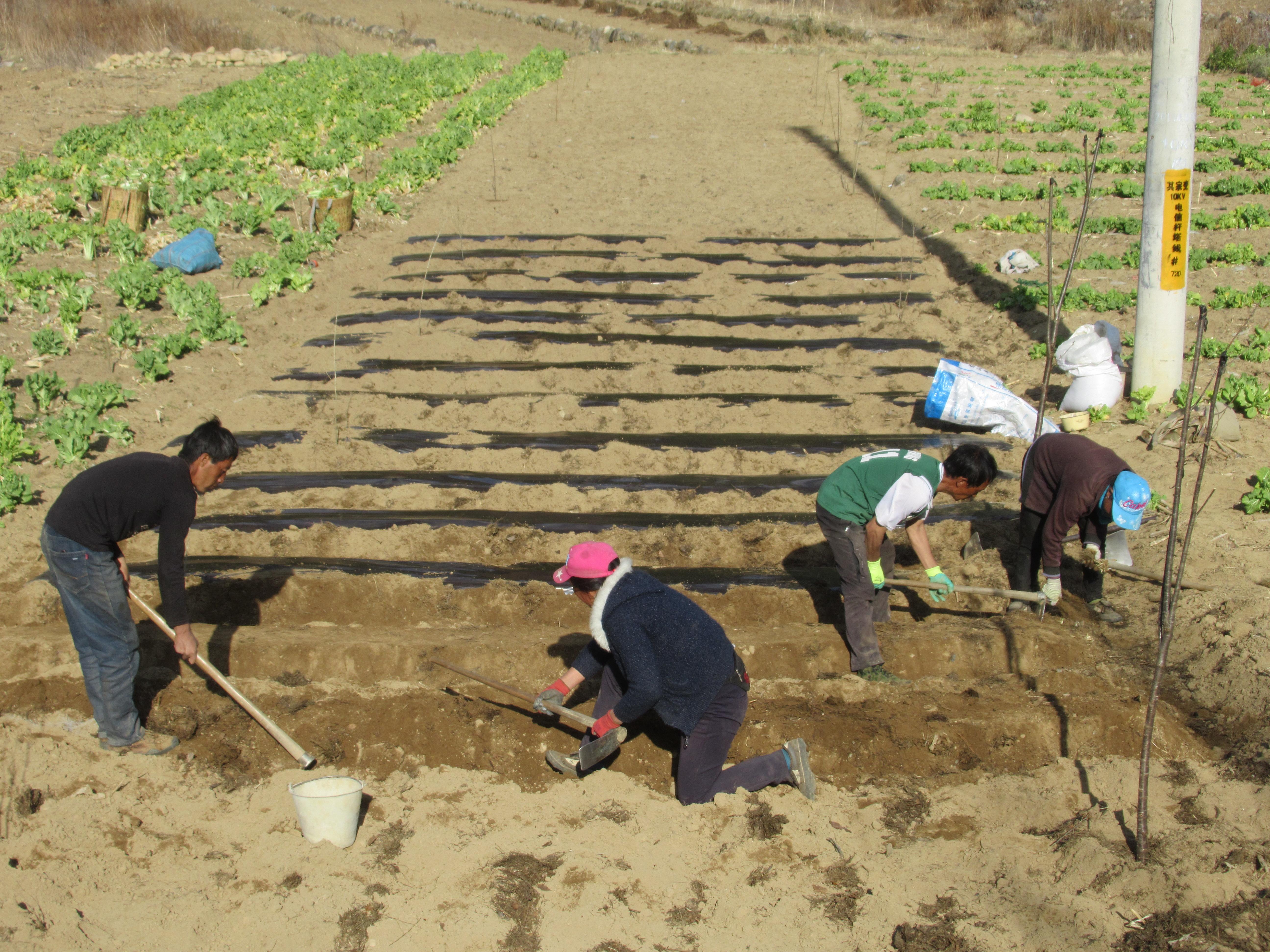 塔城鎮川達村民搶抓節令播種秦艽