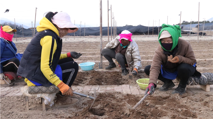 小中甸貝母基地生產忙