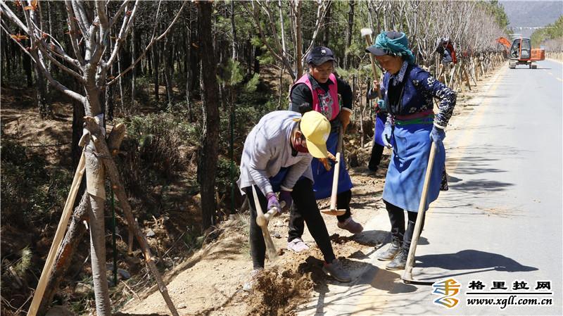 香格里拉市小中甸鎮(zhèn)聯(lián)合村積極為綠化樹(shù)安裝鐵絲網(wǎng)進(jìn)行保護(hù)