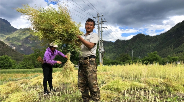 油菜喜豐收，收割正當時