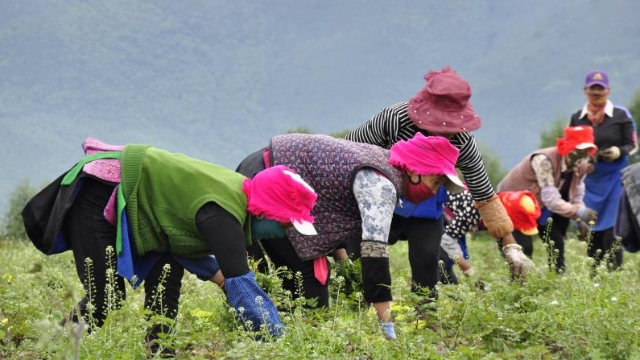 和平村村民在當歸地里除雜草