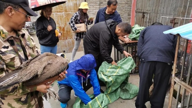 香格里拉市對在養陸生野生動物進行處置