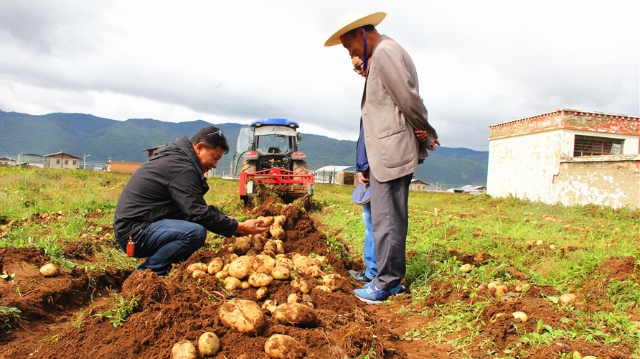 畝產2410公斤，我州馬鈴薯綠色優質高效示范基地大豐收