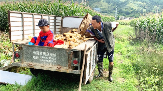 金沙江畔開啟“農忙”模式
