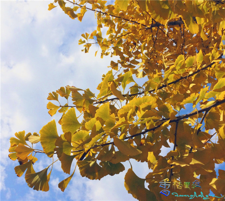 維西網紅路上的銀杏葉美了這個秋天