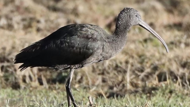 香格里拉飛羽天堂——每日觀鳥臺(tái)  珍稀鳥類——彩鹮