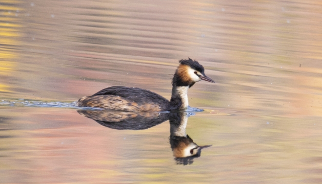 香格里拉飛羽天堂——每日觀鳥臺(tái) 忠貞的愛情鳥——鳳頭??