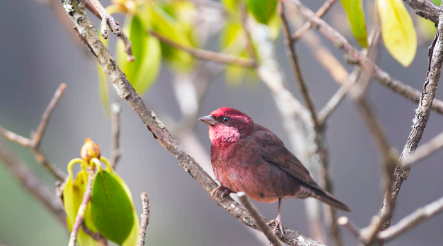 香格里拉飛羽天堂——每日觀鳥臺(tái) 高山鳥類——暗胸朱雀