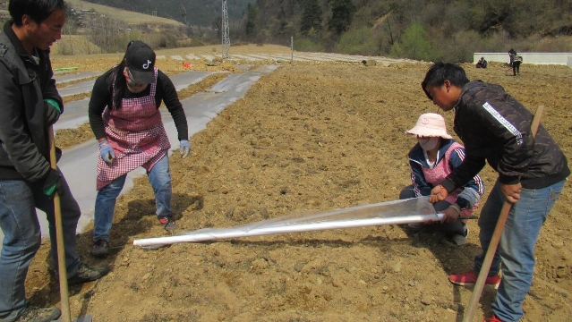 臘普河畔春回大地 農戶播種忙