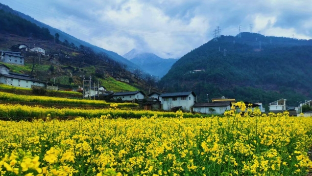 走，去維西賞花