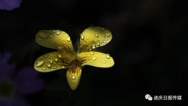 美！香格里拉雨后的露珠，大寫的驚艷！