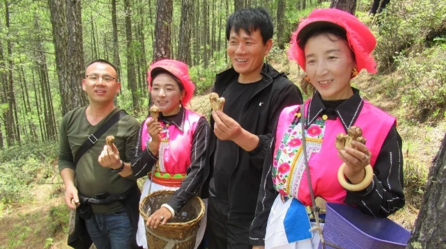 親自采挖松茸，香格里拉的這場活動你去了嗎？
