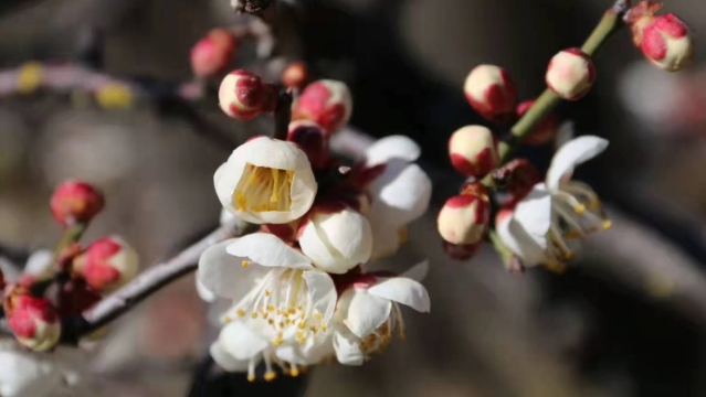 【程志開的鏡花緣】鄉村臘月梅花開