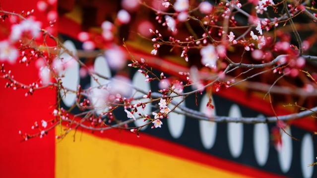獨(dú)克宗古城:山寺桃花始盛開(kāi)