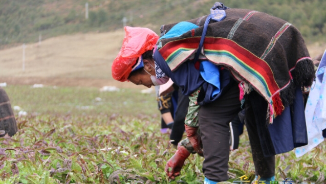 小中甸鎮和平村村民勞作忙