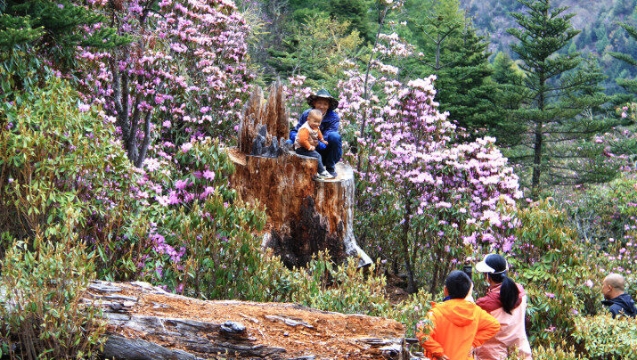 杜鵑花開，維西縣多處瞬間“走紅”！