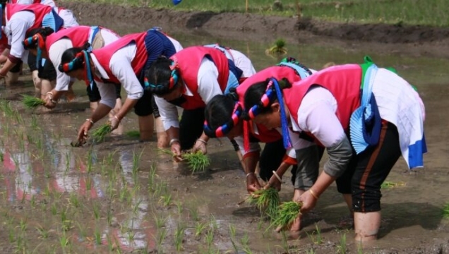 初夏維西插秧忙，繪就田園好風光！