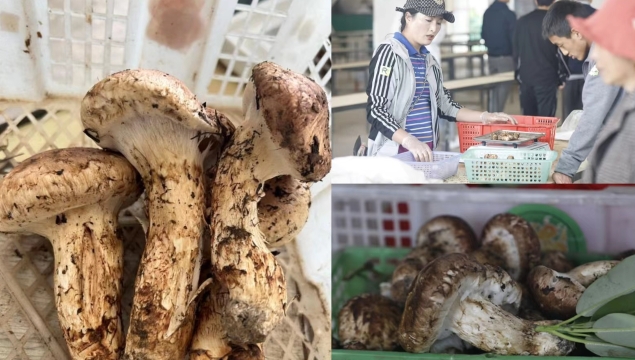 香格里拉精品松茸價(jià)格突破5000元，供不應(yīng)求