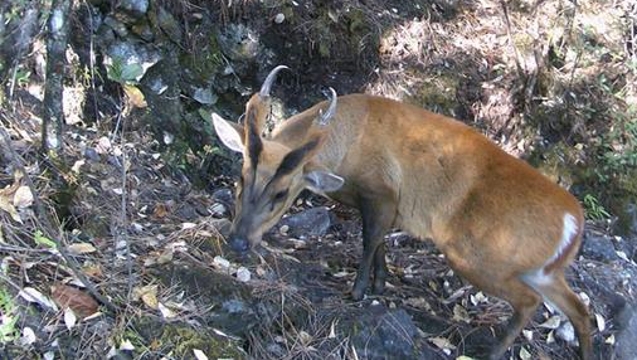 哈巴雪山自然保護區紅外相機拍攝到珍稀野生動物