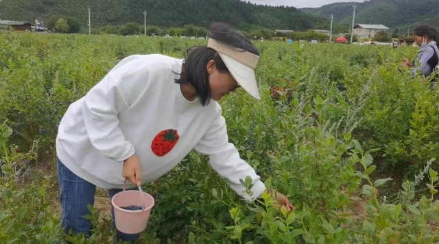 小中甸鎮聯合村藍莓熟了