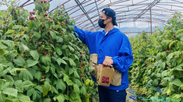 樹莓采摘：為香格里拉市鄉村振興增添新動力